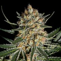 Face-off-og-Bilbo-Genehtik-300x300