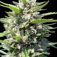 NORTHERN-LIGHTS-AUTO-GENEHTIK-300x300