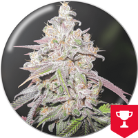 mendocino-chanel-kush