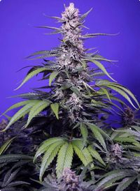 PERMANENT MAKER XL AUTO