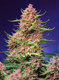 STRAWBERRY COLA SHERBAT FV